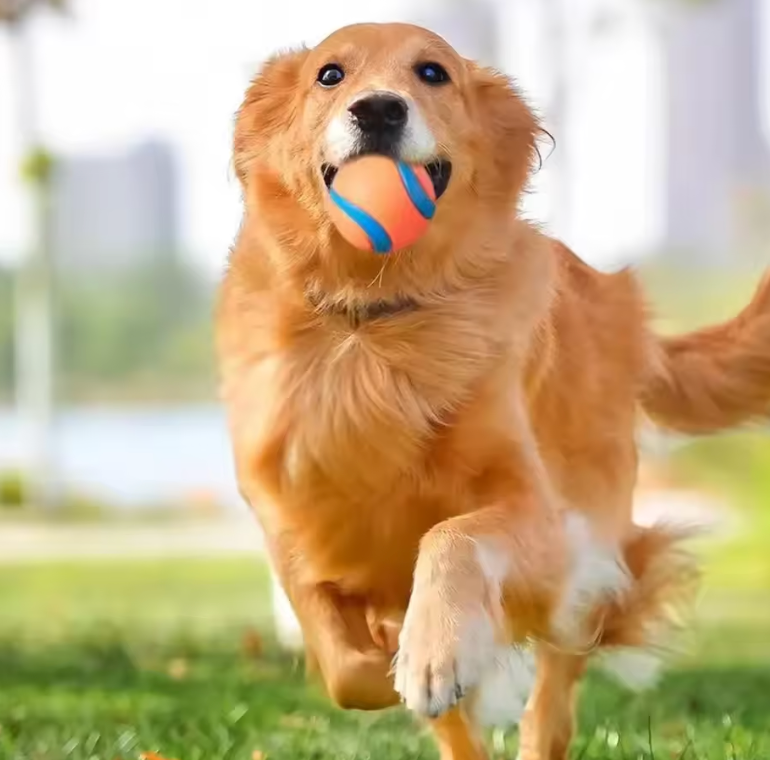 PetTrack Play Ball